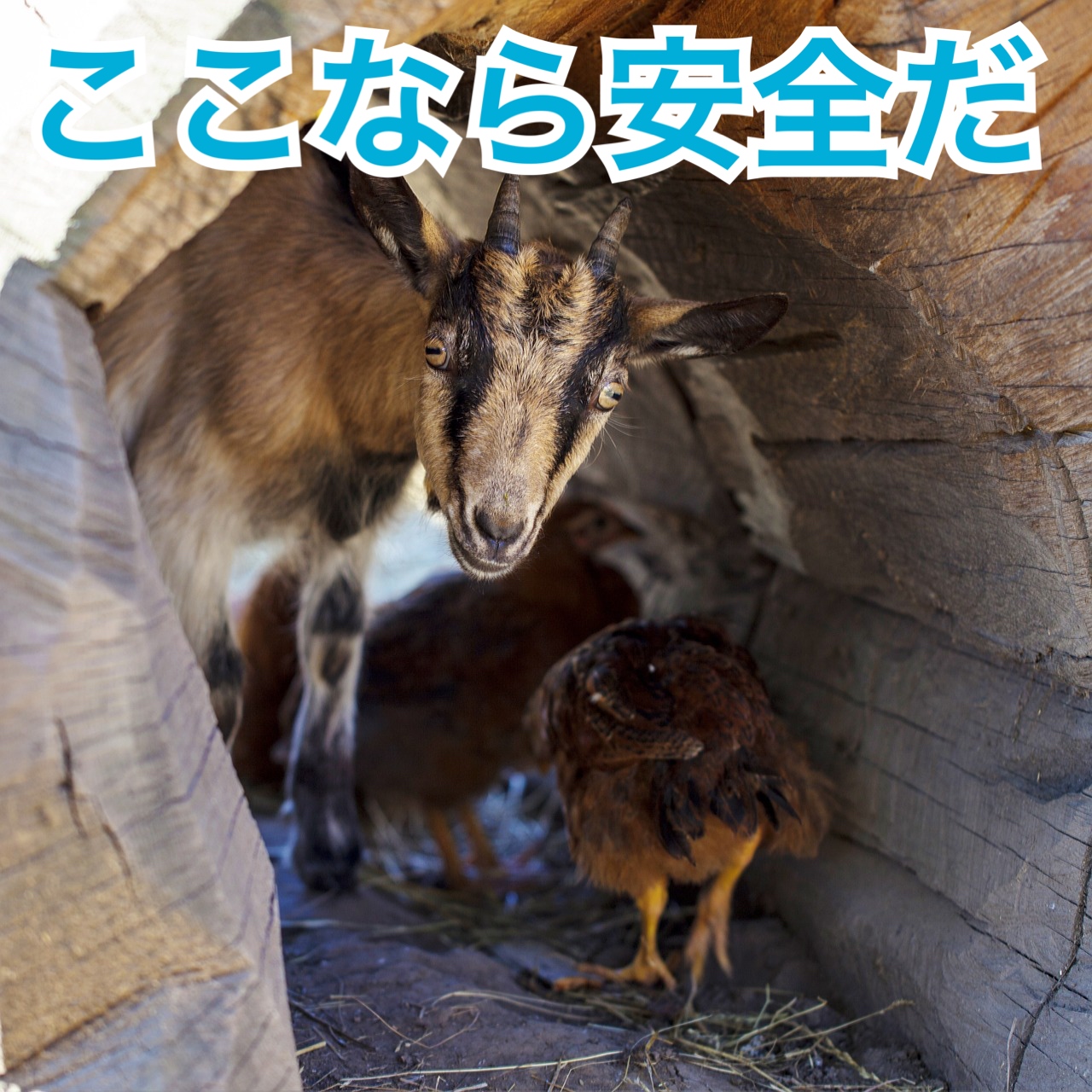 ここなら安全だ　英語